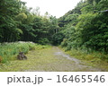 竹林 16465546