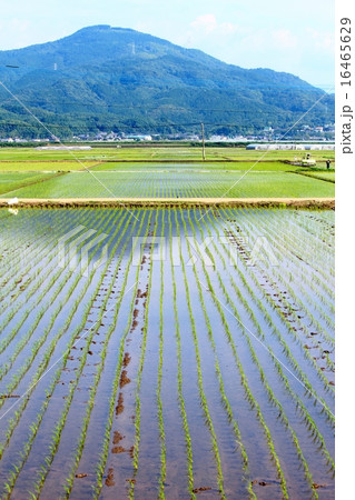 阿蘇の田園風景 16465629