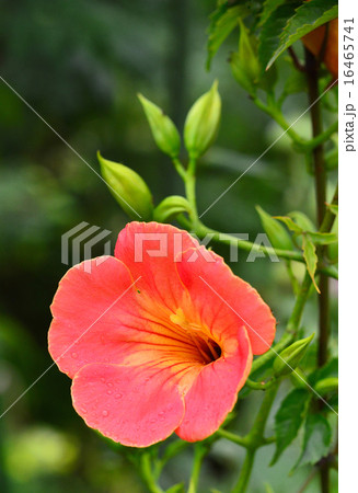 ノウゼンカズラ（凌霄花） 16465741