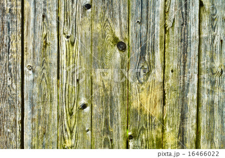 Green with damp, wooden fence 16466022