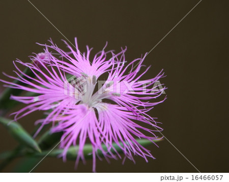 カワラナデシコ カワラナデシコ 16466057