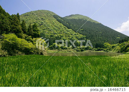 初夏のお玉ヶ池と下二子山 16466715