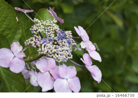 紫陽花 紫陽花 16466730