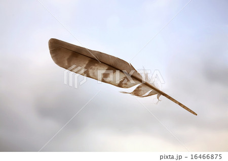 Birds feather on sky background Birds feather on sky background 16466875