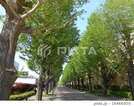銀杏並木 16466950