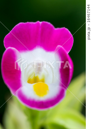 トレニアの花 16467144