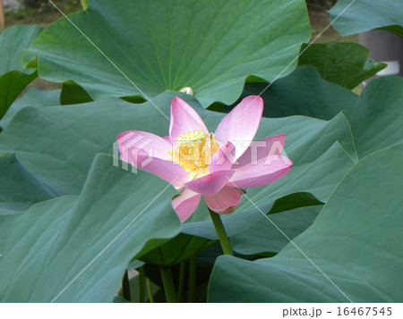 千葉公園のオオガハスの桃色の花 16467545