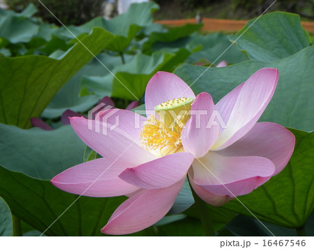 千葉公園のオオガハスの桃色の花 16467546