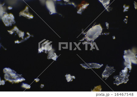 ハウスダストに潜むダニ 16467548