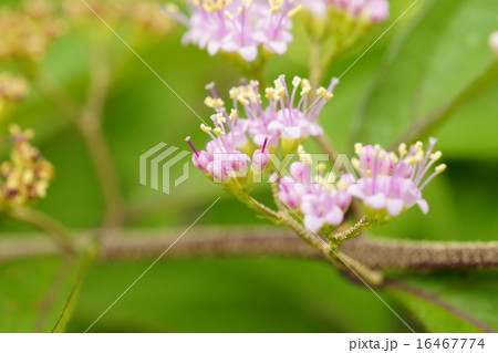 紫式部の花 16467774