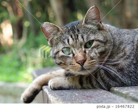 ベンチの猫 ベンチの猫 16467822