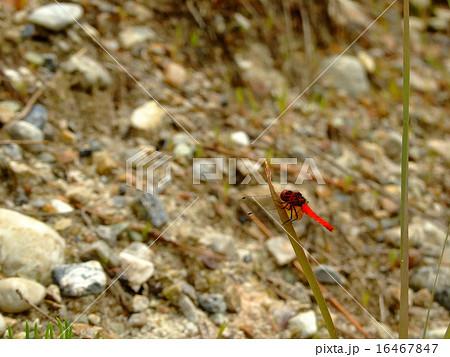 ハッチョウトンボ 16467847