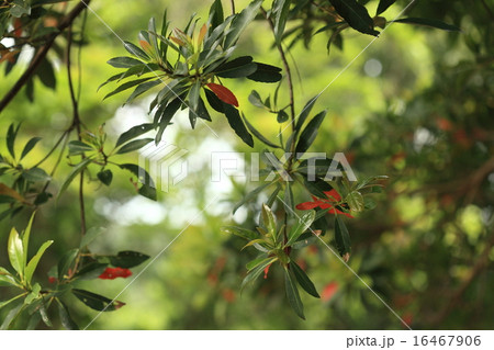 自然 植物 ホルトノキ 常緑樹ですが葉は落ちる前に紅葉します なのでいつも赤い葉がありますの写真素材