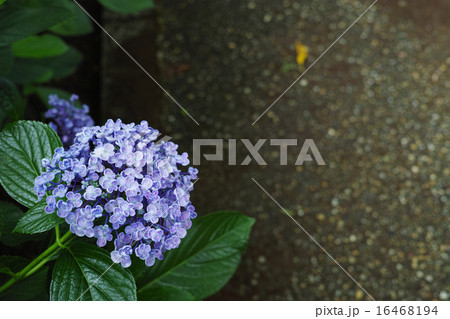 渦紫陽花の花 16468194