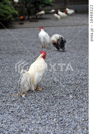 伊勢内宮の神鶏 伊勢内宮の神鶏 16468322