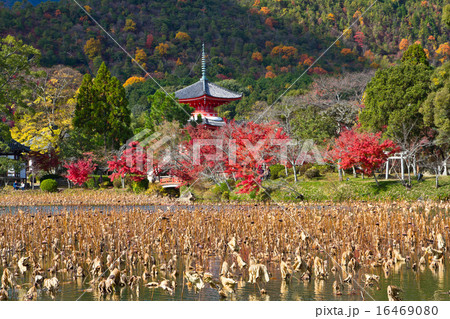 大覚寺の紅葉 大覚寺の紅葉 16469080