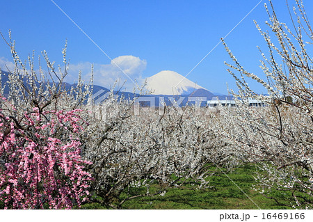梅林富士遠望 16469166