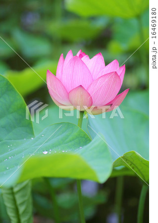 源久寺の大賀蓮 16469180