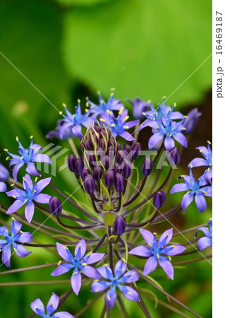 シラー・ペルビアナ シラー・ペルビアナ 16469187