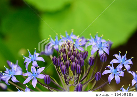 シラー・ペルビアナ シラー・ペルビアナ 16469188