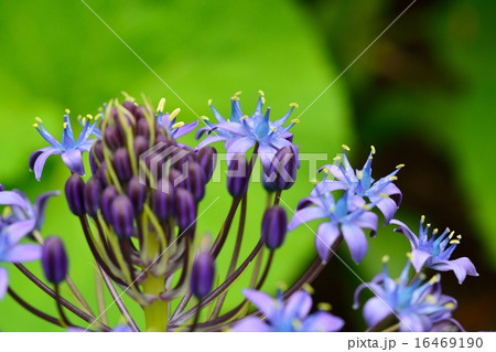 シラー・ペルビアナ シラー・ペルビアナ 16469190