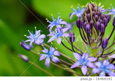 シラー・ペルビアナ シラー・ペルビアナ 16469191