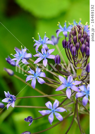 シラー・ペルビアナ シラー・ペルビアナ 16469192