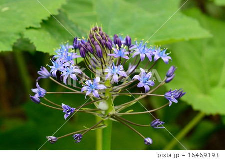 シラー・ペルビアナ シラー・ペルビアナ 16469193