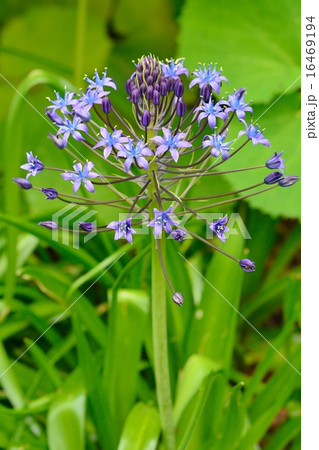 シラー・ペルビアナ シラー・ペルビアナ 16469194