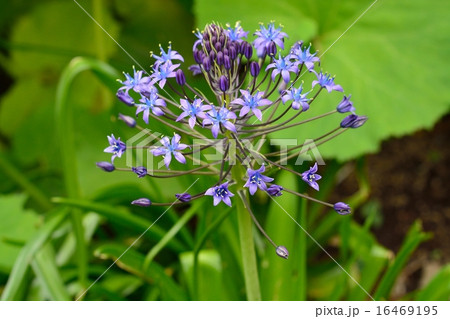 シラー・ペルビアナ シラー・ペルビアナ 16469195