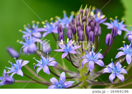 シラー・ペルビアナ シラー・ペルビアナ 16469196