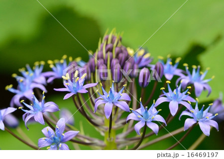 シラー・ペルビアナ シラー・ペルビアナ 16469197