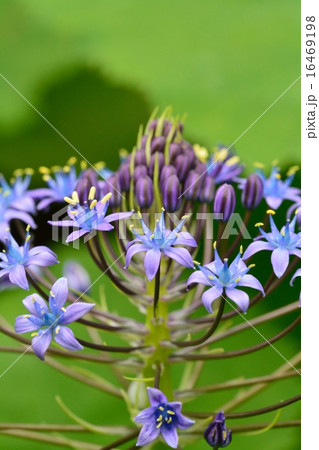 シラー・ペルビアナ シラー・ペルビアナ 16469198