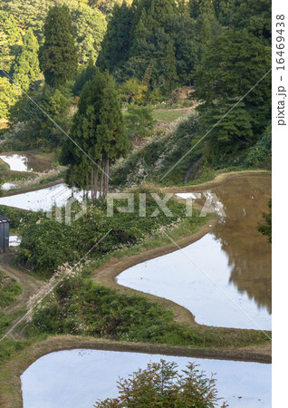 蒲生の棚田5 16469438