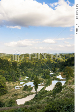 蒲生の棚田6 16469439