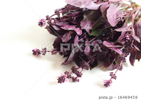 ダークオパールバジル 16469459