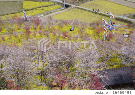 菜の花、桜、桃の花の競演、西川花祭り 16469491