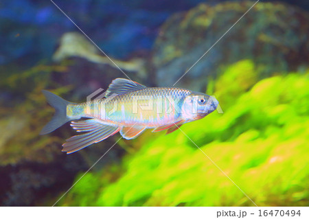 婚姻色のオイカワ 16470494