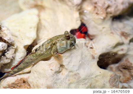 ミナミトビハゼ ミナミトビハゼ 16470509