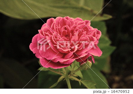 pink rose  flower vintage effect  16470952