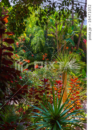 Jungle park at Tenerife Canary Jungle park at Tenerife Canary 16471052