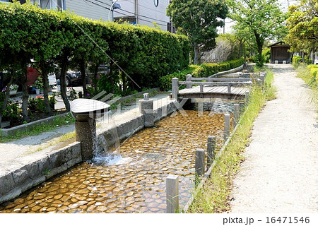 しおかぜ緑道(5月)千葉県浦安市 しおかぜ緑道(5月)千葉県浦安市 16471546