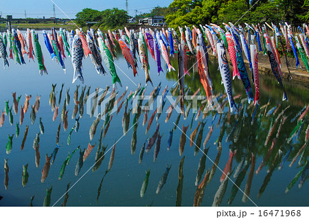 川上峡の鯉のぼり 16471968