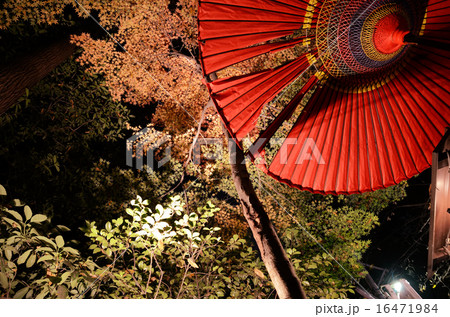 野点傘の朱と紅葉の紅 野点傘の朱と紅葉の紅 16471984