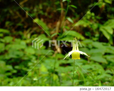 キバナノヤマオダマキ 16472017