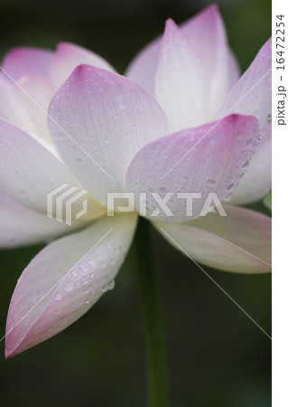 蓮の花 16472254