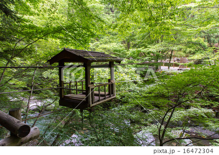 徳島県　奥祖谷二重かずら橋　野猿 16472304