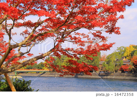 宇治公園（京都）の紅葉 16472358
