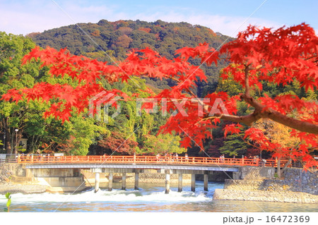 宇治川（京都）から観流橋の紅葉 16472369