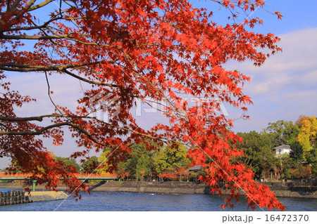 宇治川（京都）から朝霧橋の紅葉 16472370